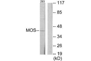 Western Blotting (WB) image for anti-Moloney Sarcoma Oncogene (MOS) (Internal Region) antibody (ABIN1849094) (MOS Antikörper  (Internal Region))