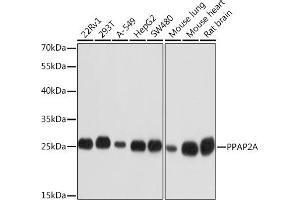 Western blot analysis of extracts of various cell lines, using PPA Rabbit pAb (ABIN3017289, ABIN3017290, ABIN3017291 and ABIN6220024) at 1:1000 dilution. (PPAP2A Antikörper  (AA 1-100))