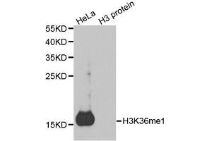 Western blot analysis of extracts of various cell lines, using MonoMethyl-Histone H3-K36 antibody. (Histone 3 Antikörper  (H3K36me))