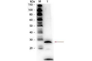 Western Blot of Rabbit anti-Trypsin Antibody Biotin Conjugated. (Trypsin Antikörper  (Biotin))