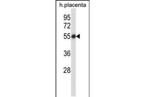 Western blot analysis in human placenta tissue lysates (35ug/lane). (SMARCB1 Antikörper  (N-Term))