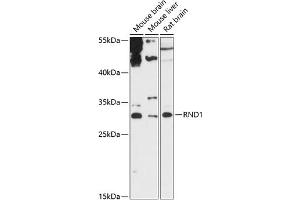 Western blot analysis of extracts of various cell lines, using RND1 antibody (ABIN6128639, ABIN6146997, ABIN6146998 and ABIN6217798) at 1:3000 dilution. (RND1 Antikörper  (AA 103-232))