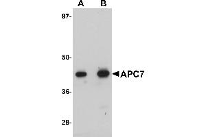 Western Blotting (WB) image for anti-Anaphase Promoting Complex Subunit 7 (ANAPC7) (C-Term) antibody (ABIN1030245) (ANAPC7 Antikörper  (C-Term))