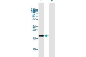 Western Blot analysis of LST1 expression in transfected 293T cell line by LST1 MaxPab polyclonal antibody. (LST1 Antikörper  (AA 1-118))