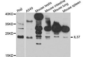 Western blot analysis of extracts of various cell lines, using IL37 antibody. (IL-37 Antikörper)