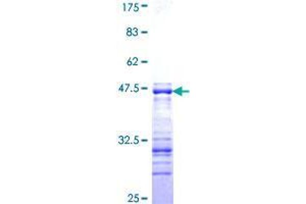 SHC2 Protein (AA 718-829) (GST tag)