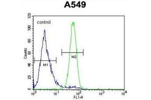 Flow cytometric analysis of A549 cells using FSTL1 Antibody (C-term) Cat. (FSTL1 Antikörper  (C-Term))