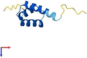 HOPX Protein (AA 1-73) (Fc Tag)