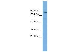 Mitofusin 1 antibody used at 1 ug/ml to detect target protein. (MFN1 Antikörper  (Middle Region))