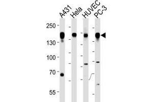 Epidermal Growth Factor Receptor antibody western blot analysis in A431, HeLa, HUVEC, PC3 lysate