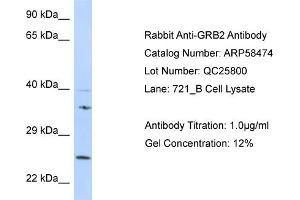 Western Blotting (WB) image for anti-Growth Factor Receptor-Bound Protein 2 (GRB2) (N-Term) antibody (ABIN2787701)
