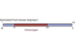 Image no. 2 for anti-Arginase, Liver (ARG1) (AA 53-207) antibody (ABIN968128) (Liver Arginase Antikörper  (AA 53-207))