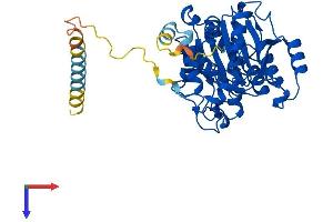 B3GNT2 Protein (AA 1-397) (His tag)