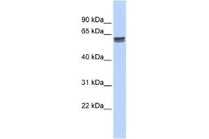 WB Suggested Anti-PEPD Antibody Titration: 0. (PEPD Antikörper  (Middle Region))