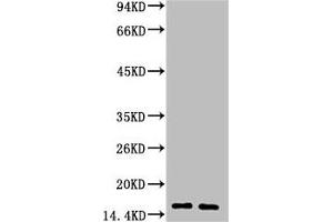 Western blot analysis of 1) Human Milk, 2) Milk, diluted at 1:3000.