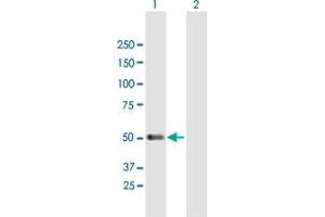 Western Blot analysis of PACSIN1 expression in transfected 293T cell line by PACSIN1 MaxPab polyclonal antibody. (PACSIN1 Antikörper  (AA 1-444))