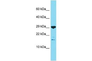 Host: Rabbit Target Name: C16orf87 Sample Type: OVCAR-3 Whole Cell lysates Antibody Dilution: 1. (C16ORF87 Antikörper  (N-Term))