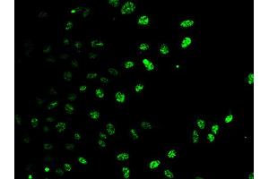 Immunofluorescence analysis of HeLa cells using E2F6 antibody.