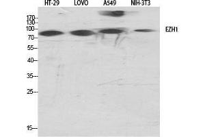 Western Blot (WB) analysis of specific cells using ENX-2 Polyclonal Antibody. (EZH1 Antikörper  (Internal Region))