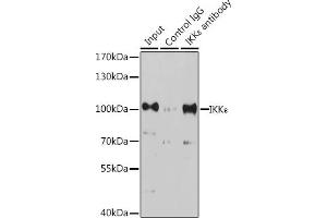 Immunoprecipitation analysis of 200 μg extracts of K-562 cells, using 3 μg IKKε antibody (ABIN7267876). (IKKi/IKKe Antikörper  (AA 460-620))