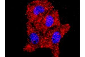 Proximity Ligation Analysis of protein-protein interactions between AKT1 and MAPK14. (AKT1 Antikörper  (AA 1-480))