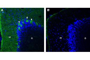 Expression of CD38 in rat cerebellum. (CD38 Antikörper  (Extracellular))