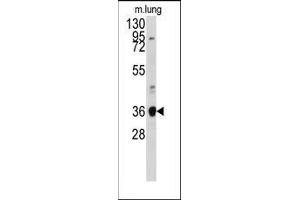 Western blot analysis of anti-ANXA2 Antibody (N-term) in mouse lung tissue lysates (35ug/lane). (Annexin A2 Antikörper  (N-Term))