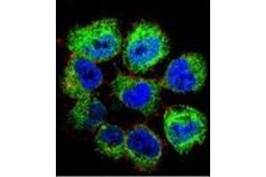 Confocal immunofluorescent analysis of GTF2H2C Antibody (C-term) Cat.