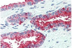 Anti-CDCP1 antibody  ABIN960754 IHC staining of human prostate. (CDCP1 Antikörper  (Internal Region))
