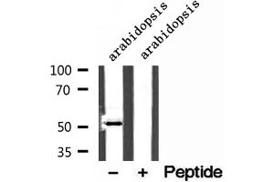 Western blot analysis of extracts of mouse liver tissue, using MAT1A antibody.