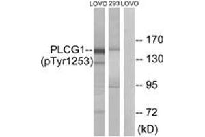 Western blot analysis of extracts from LOVO cells treated with and 293 cells treated with heat shock, using PLCG1 (Phospho-Tyr1253) Antibody. (Phospholipase C gamma 1 Antikörper  (pTyr1253))