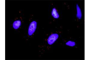 Proximity Ligation Analysis of protein-protein interactions between STAT1 and KIT. (KIT Antikörper  (AA 41-140))
