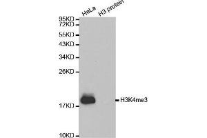 Western Blotting (WB) image for anti-Histone 3 (H3) (H3K4me3) antibody (ABIN6219512) (Histone 3 Antikörper  (H3K4me3))
