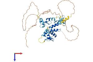ZBTB8A Protein (AA 1-441) (His tag)