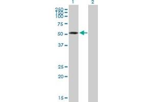 anti-Zinc Finger CCCH-Type Containing 10 (ZC3H10) (AA 1-434) antibody