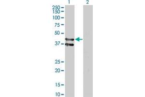 Western Blot analysis of GPR175 expression in transfected 293T cell line by GPR175 monoclonal antibody (M01), clone 6D7.