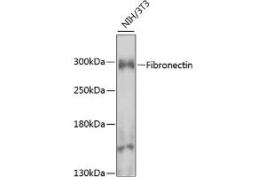 Western blot analysis of extracts of NIH/3T3 cells, using Fibronectin antibody (ABIN6127900, ABIN6140725, ABIN6140727 and ABIN6223384) at 1:1000 dilution. (Fibronectin 1 Antikörper  (AA 1-128))