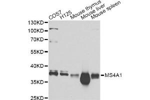 Western blot analysis of extracts of various cell lines, using MS4A1 Antibody (ABIN5970906) at 1/1000 dilution. (CD20 Antikörper)