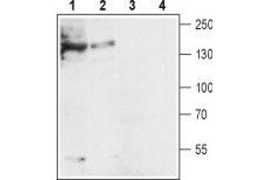 Western blot analysis of mouse (lanes 1 and 3) and rat (lanes 2 and 4) heart lysates: - 1,2. (SLC8A1 Antikörper  (3rd Intracellular Loop))