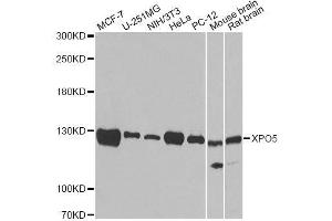 Western blot analysis of extracts of various cell lines, using XPO5 antibody. (XPO5 Antikörper  (AA 925-1204))