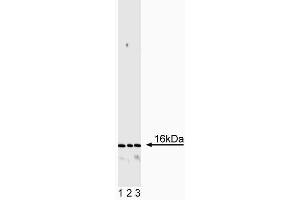Western blot analysis of CD3zeta. (CD247 Antikörper)