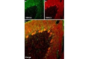 Multiplex staining of TRPC6 and TRPC3 in rat cerebellum - Immunohistochemical staining of rat cerebellum frozen section using Guinea pig Anti-TRPC6 Antibody (ABIN7043826, ABIN7045362 and ABIN7045363) and rabbit Anti-TRPC3 Antibody (ABIN7043820, ABIN7043966 and ABIN7043967).
