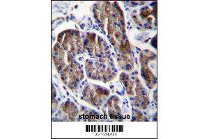 RPS4Y1 Antibody immunohistochemistry analysis in formalin fixed and paraffin embedded human stomach tissue followed by peroxidase conjugation of the secondary antibody and DAB staining.