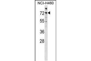 Western blot analysis in NCI-H460 cell line lysates (35ug/lane). (ARAF Antikörper  (AA 249-277))
