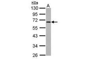 Image no. 1 for anti-Zinc Finger Protein 215 (ZNF215) (AA 57-290) antibody (ABIN1501830) (ZNF215 Antikörper  (AA 57-290))
