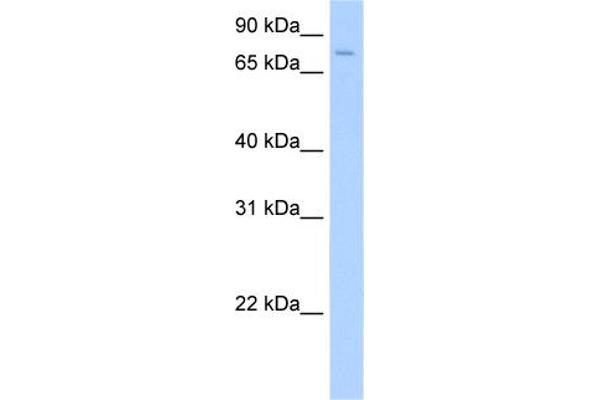 SV2A Antikörper  (Middle Region)