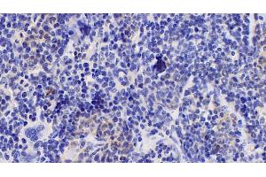 Detection of IL10 in Mouse Spleen Tissue using Monoclonal Antibody to Interleukin 10 (IL10) (IL-10 Antikörper  (AA 19-178))