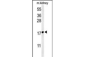 Western blot analysis of LYPD1 Antibody (C-term) (ABIN653701 and ABIN2843019) in mouse kidney tissue lysates (35 μg/lane). (LYPD1 Antikörper  (C-Term))