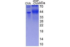 Image no. 1 for TSC22 Domain Family, Member 3 (TSC22D3) (AA 1-9) peptide (Ovalbumin) (ABIN5666152) (TSC22 Domain Family, Member 3 (TSC22D3) (AA 1-9) peptide (Ovalbumin))