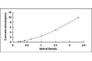 Transketolase (TKT) ELISA Kit